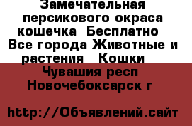 Замечательная персикового окраса кошечка. Бесплатно - Все города Животные и растения » Кошки   . Чувашия респ.,Новочебоксарск г.